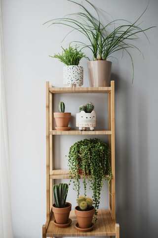 7 Benefits of Indoor Plants, as per Science