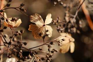 3 Magical Water Mixtures To Revive Plants
