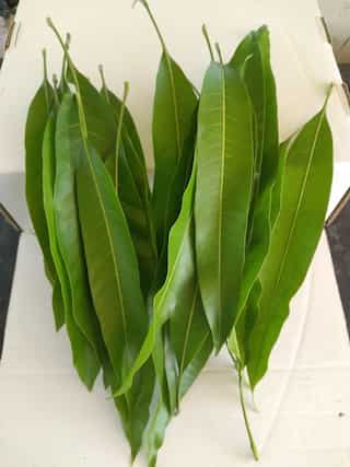 6 Amazing Health Benefits of Consuming Mango Leaves