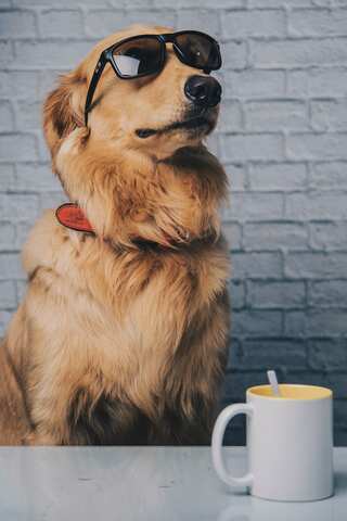 Golden Retriever Day: Fun Facts About The Breed