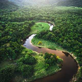 5 Biggest Creatures in Amazon Rainforest