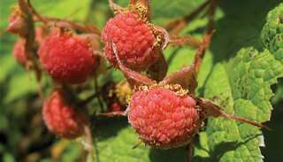 5 Health Benefits for Thimbleberry
