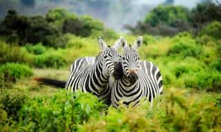 5 Jungle Safaris You Can't Miss in Your Lifetime
