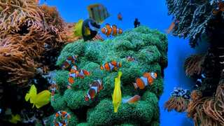 5 Biggest Aquariums In The World
