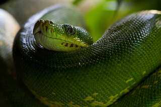 6 Facts about World's Heaviest Snake, The Green Anaconda