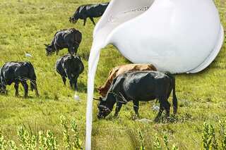 Ever Wondered Why Cow Milk Is Yellowish in Colour? Here's Why
