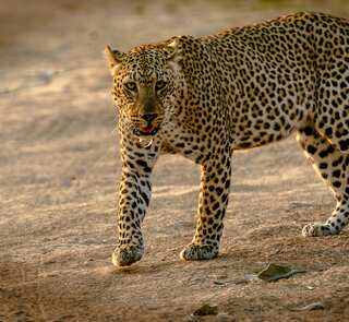 7 Things To Do If You Encounter Wild Animals