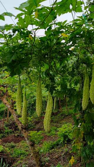 How to Grow Bitter Gourd (Karela) at Home
