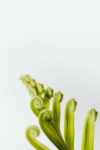 6 Health Benefits of Eating Fiddleheads

