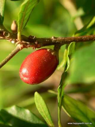 6 Health Benefits of Miracle Fruit
