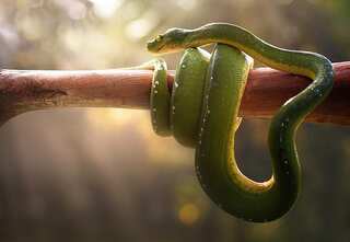 6 Animals That Can See With Eyes Closed
