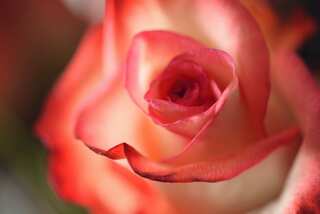 Rose Day 2024: 6 Indian Desserts You Can Make With Rose Petals
