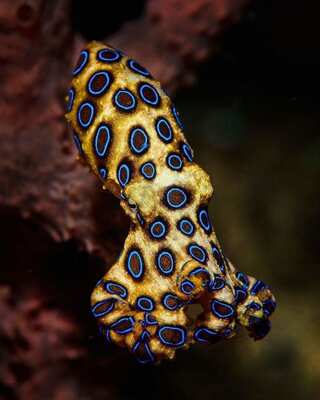 7 Most Dangerous Sea Animals