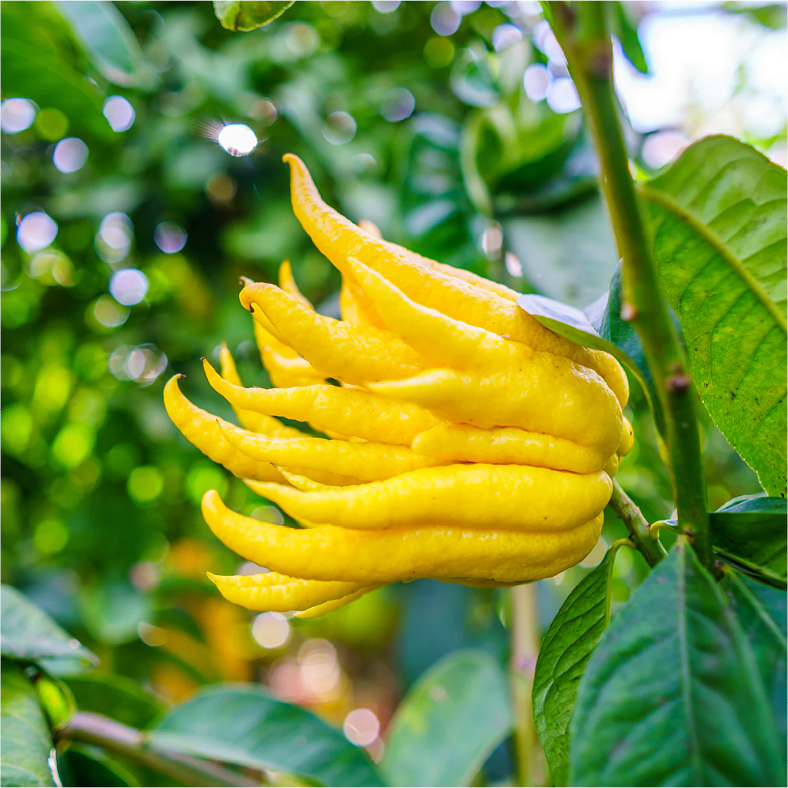 6 of the World's Weirdest Fruits