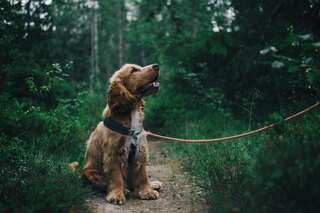 5 Vitamins and Minerals Important for Your Dog