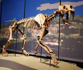 Prehistoric Predators: 5 Most Dangerous Animals That Are Now Extinct
