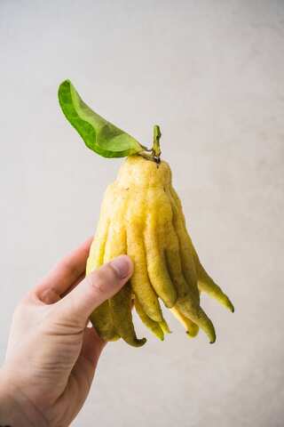 6 Health Benefits of Eating Buddha's Hand Fruit