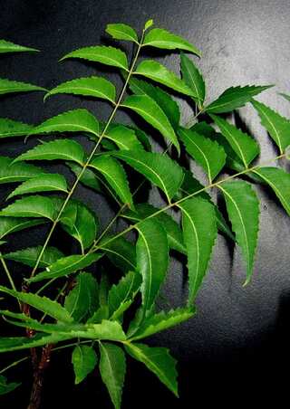 6 Reasons to Include Indian Lilac (Neem) in Your Diet
