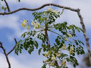 7 Health Benefits Of Eating Moringa Leaves
