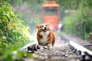 7 Important Vitamins And Minerals In A Pet Dog's Diet
