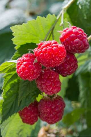 Raspberry: Secret Benefits, Nutrition and More