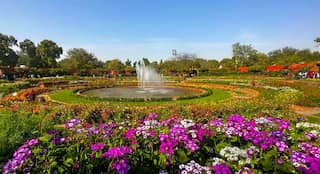 Best Places to Witness Beautiful Spring Blossoms in Delhi