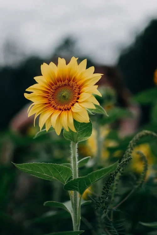  6 Summer Flowers That Add Vibrant Colour to Your Garden
