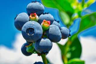 5 Superfoods Which Boost Immunity And Prevent Seasonal Illnesses

