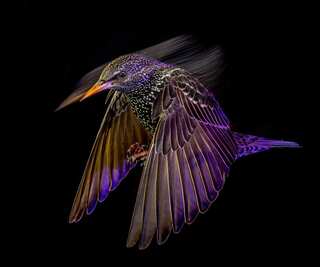 British Wildlife Photography Awards 2024 Winners