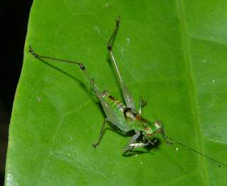 6 Animals That Are Experts in Camouflage
