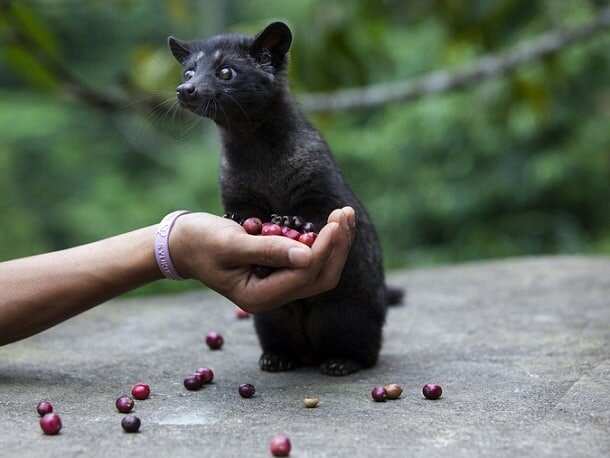 6 Facts about Civet Cat Poop Coffee