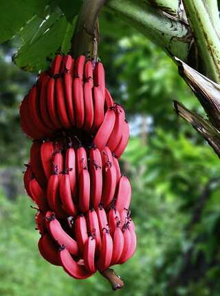 Red Bananas: 6 Reasons to Include Them in Your Diet 