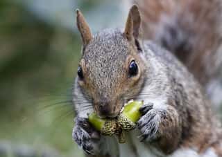 Five Animals Who Eat Acorns