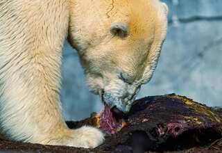Animals That Can Kill Apex Predators Polar Bears