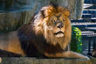5 Animals That Are Scarier Than a Lion