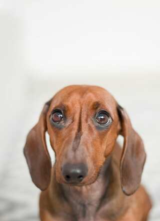 How to Tell if Your Dog Has a Fever and What to Do Next
