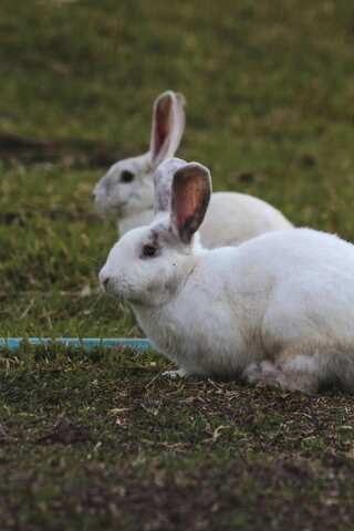 How to Care for a Pregnant Rabbit