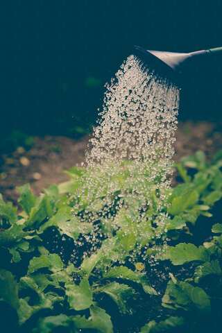5 Vegetables High in Vitamin B to Grow in Your Garden