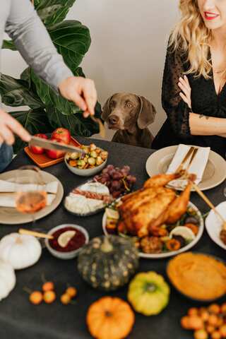 International Pet Day: Busting Myths! Is Human Food All The Nutrition Your Pet Needs?