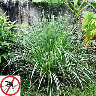 5 Mosquito Repellent Indoor Plants
