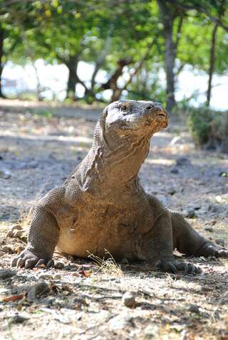 6 Facts About Komodo Dragon