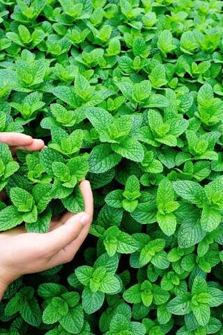  Stay Cool Naturally: 5 Ayurvedic Herbs to Beat the Heat