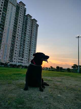 6 Vital Tips to Keep Your Pet Safe in the Heat
