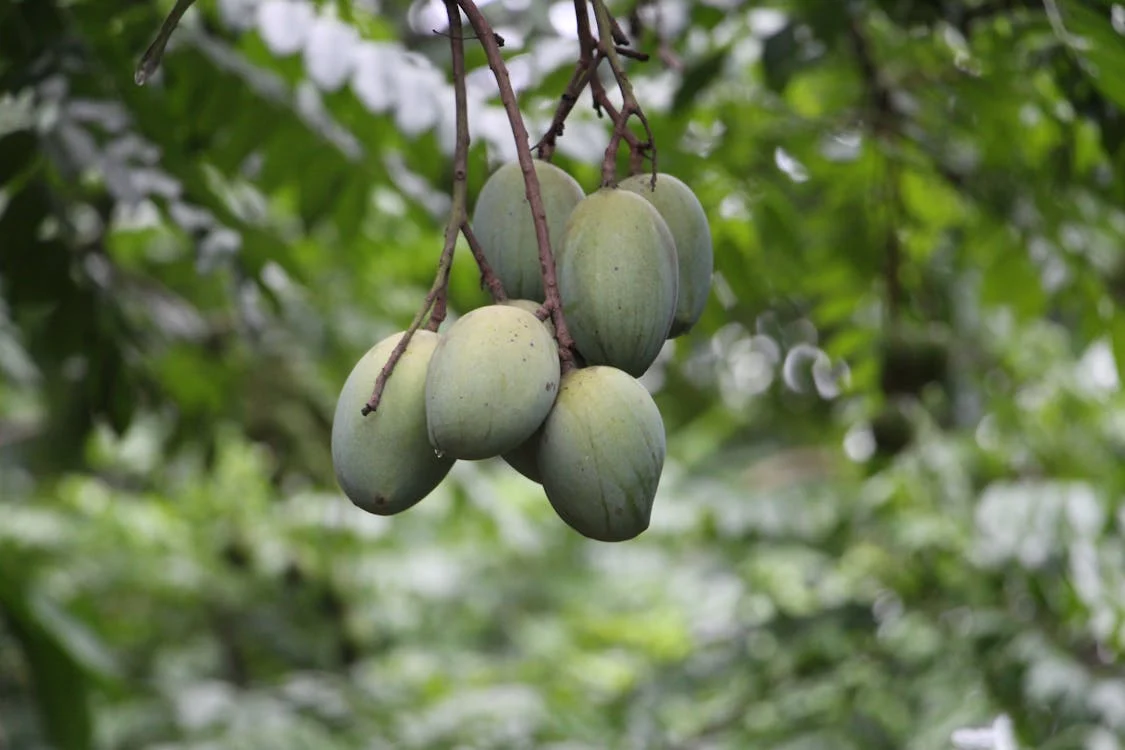 5 Delicious Ways to Incorporate Raw Mangoes into Your Diet