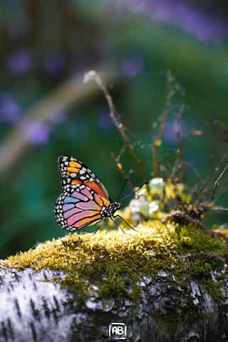 7 Colourful Creatures That Resemble a Rainbow