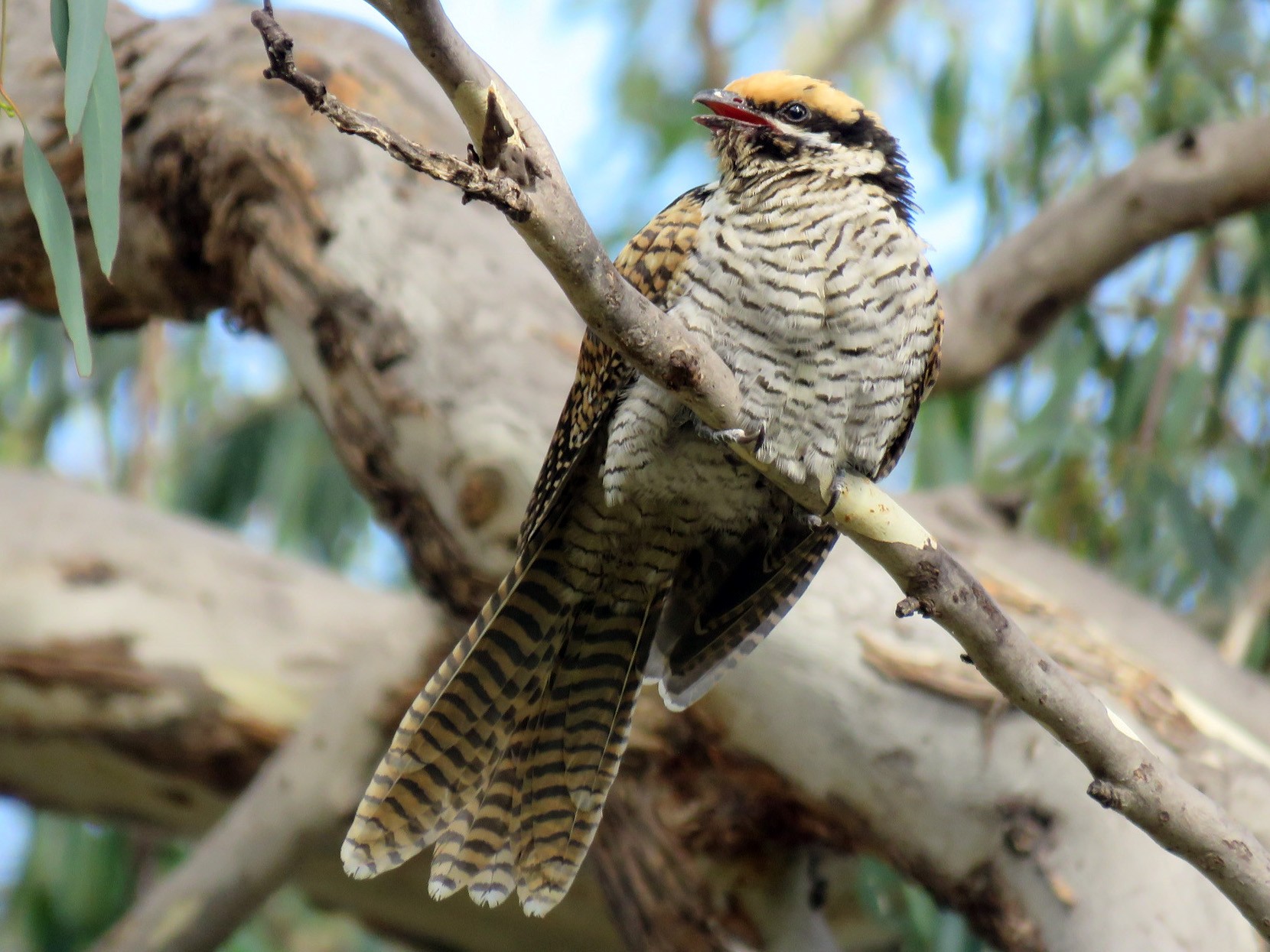 5 Birds That Lay Their Eggs in Nests of Others