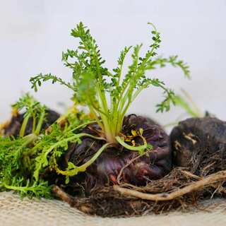 Five Health Benefits of Black Maca Root