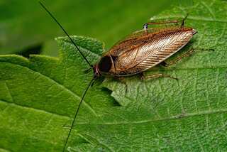 Is Cockroach Milk A Great Superfood Or Just A Hype?