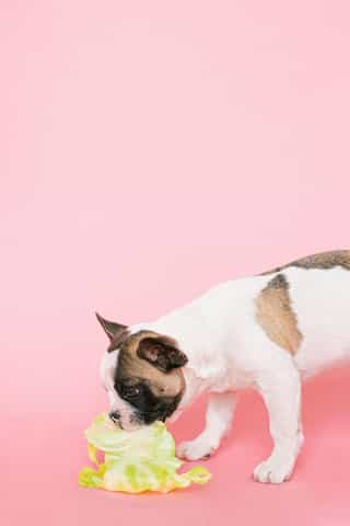7 Best Vegetables for Dogs