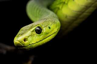 5 Most Dangerous Snakes In The World